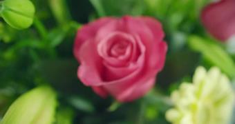 Rose footage